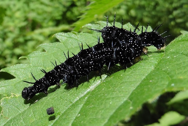 Nidiata di Aglais io